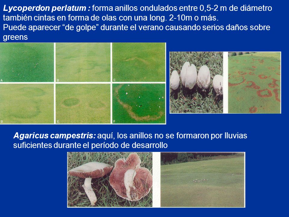 Lycoperdon perlatum : forma anillos ondulados entre 0,5-2 m de diámetro también cintas en forma de olas con una long. 2-10m o más. Puede aparecer de golpe durante el verano causando serios daños sobre greens