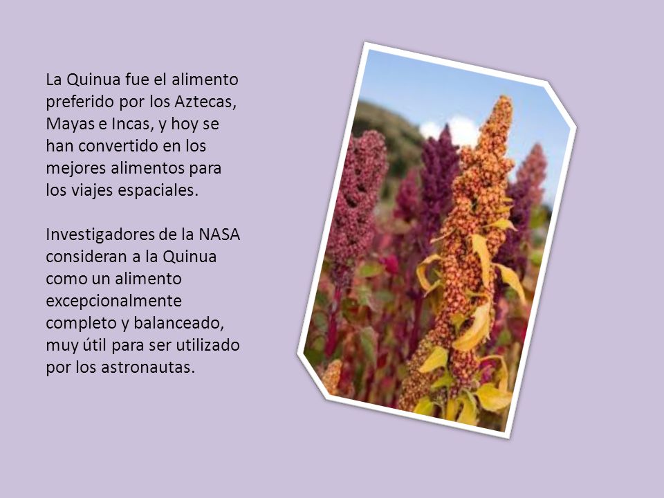La Quinua fue el alimento preferido por los Aztecas, Mayas e Incas, y hoy se han convertido en los mejores alimentos para los viajes espaciales.