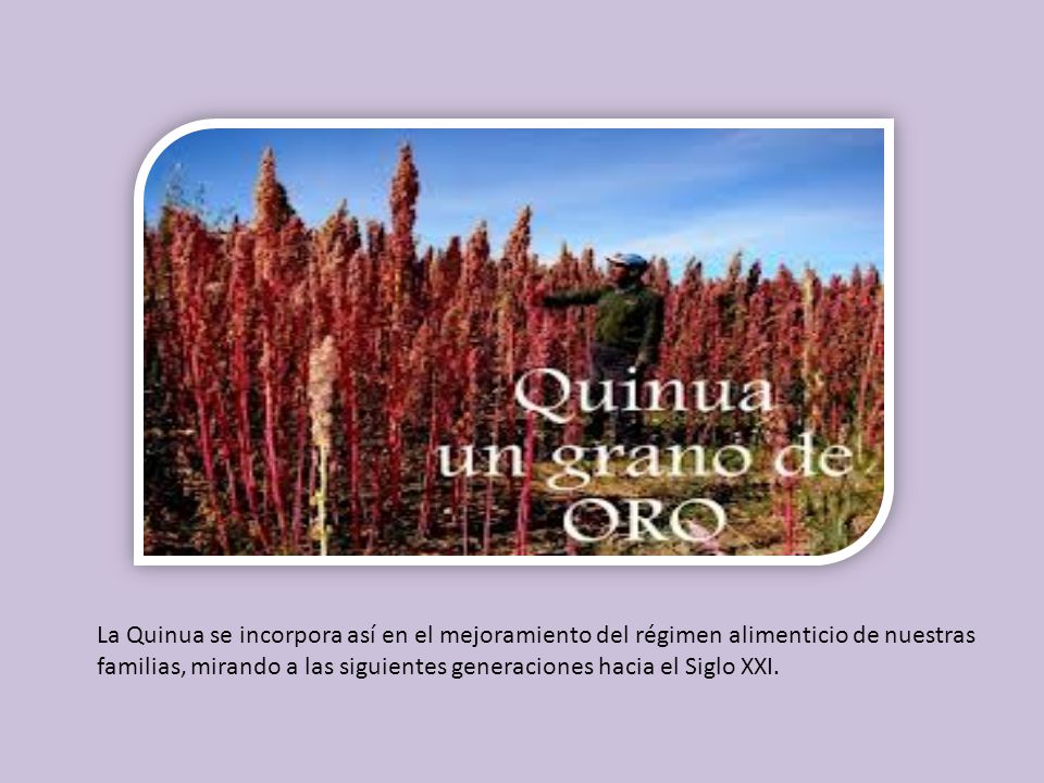 La Quinua se incorpora así en el mejoramiento del régimen alimenticio de nuestras familias, mirando a las siguientes generaciones hacia el Siglo XXI.