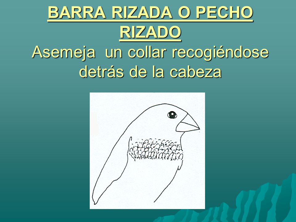 BARRA RIZADA O PECHO RIZADO Asemeja un collar recogiéndose detrás de la cabeza