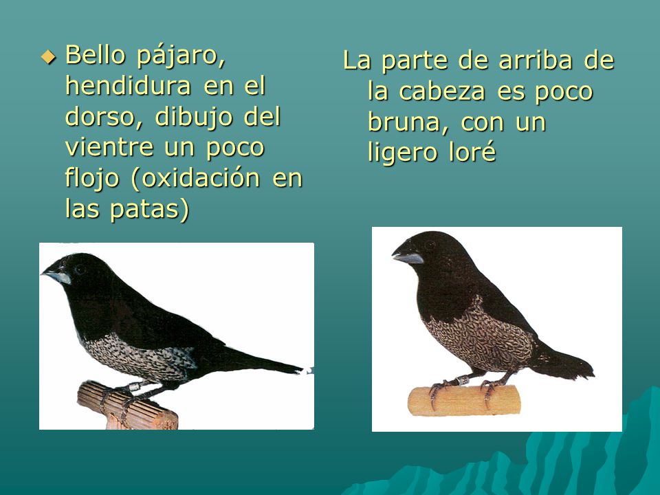 Bello pájaro, hendidura en el dorso, dibujo del vientre un poco flojo (oxidación en las patas)