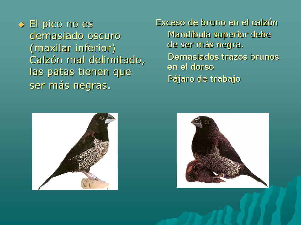 El pico no es demasiado oscuro (maxilar inferior) Calzón mal delimitado, las patas tienen que ser más negras.