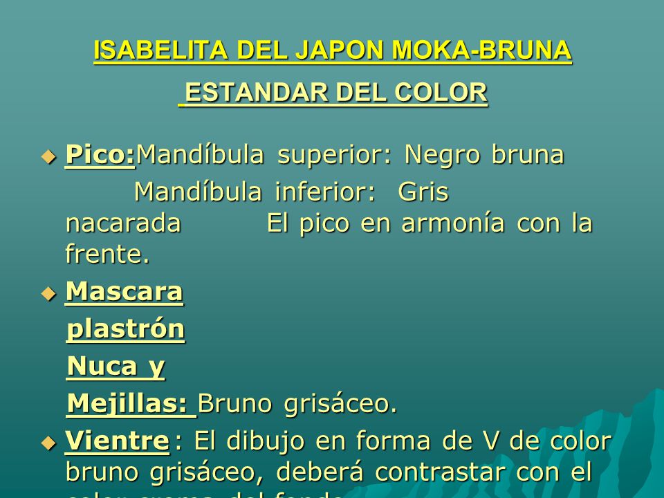 ISABELITA DEL JAPON MOKA-BRUNA ESTANDAR DEL COLOR