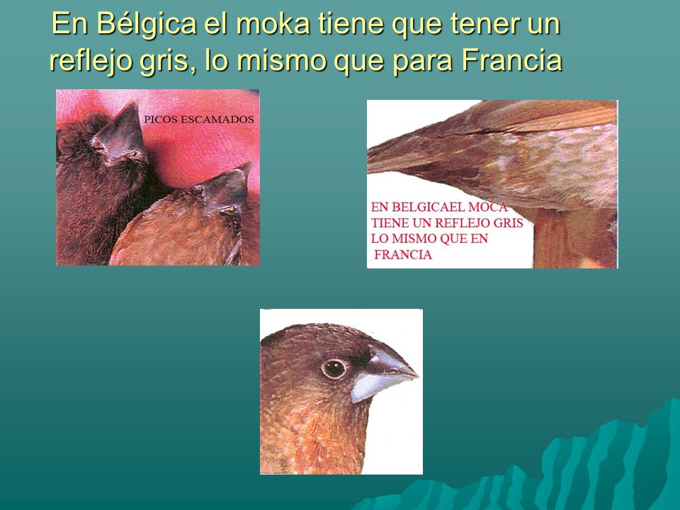 En Bélgica el moka tiene que tener un reflejo gris, lo mismo que para Francia