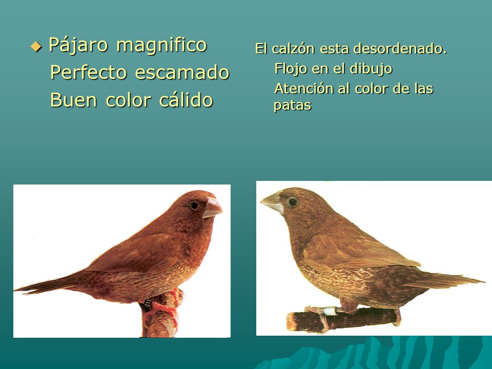 Pájaro magnifico Perfecto escamado Buen color cálido