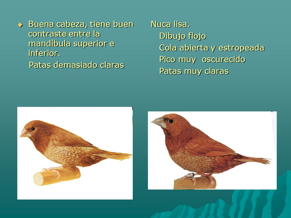 Buena cabeza, tiene buen contraste entre la mandíbula superior e inferior.