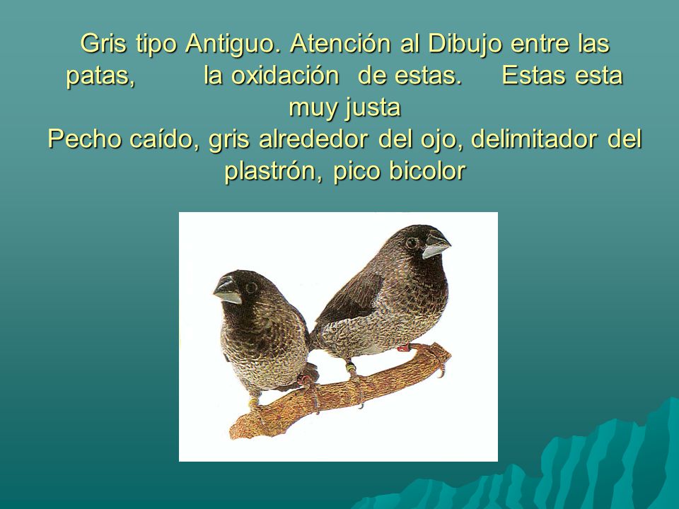 Gris tipo Antiguo. Atención al Dibujo entre las patas, la oxidación de estas.