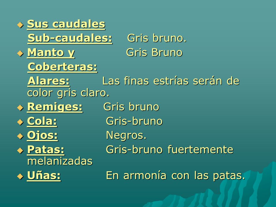 Sus caudales Sub-caudales: Gris bruno. Manto y Gris Bruno. Coberteras: Alares: Las finas estrías serán de color gris claro.