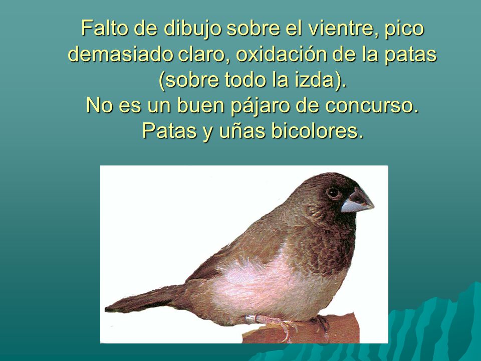 Falto de dibujo sobre el vientre, pico demasiado claro, oxidación de la patas (sobre todo la izda).