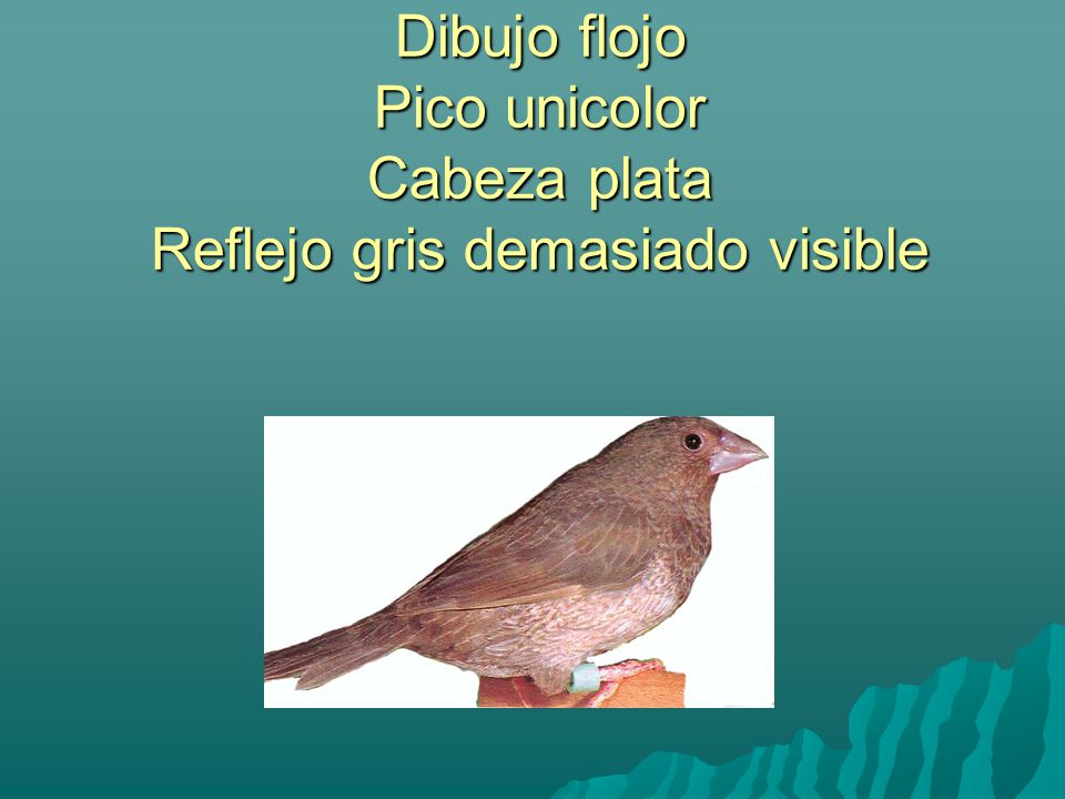 Dibujo flojo Pico unicolor Cabeza plata Reflejo gris demasiado visible