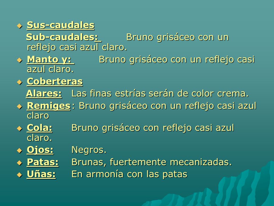 Sus-caudales Sub-caudales: Bruno grisáceo con un reflejo casi azul claro. Manto y: Bruno grisáceo con un reflejo casi azul claro.