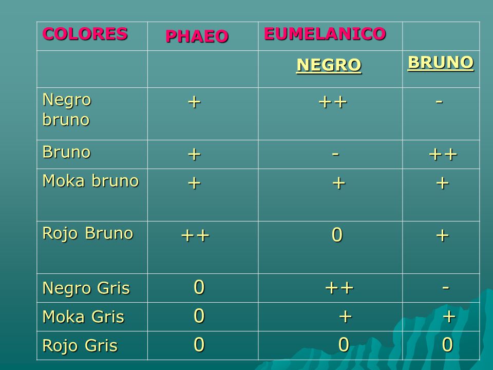 PHAEO NEGRO COLORES EUMELANICO BRUNO Negro bruno Bruno