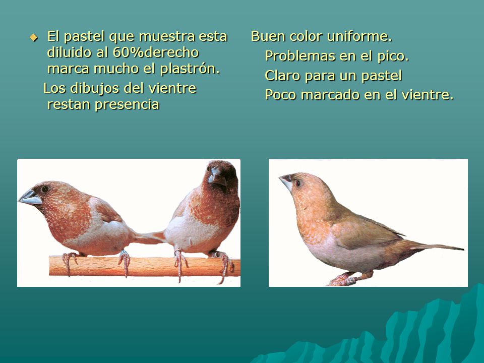 El pastel que muestra esta diluido al 60%derecho marca mucho el plastrón.