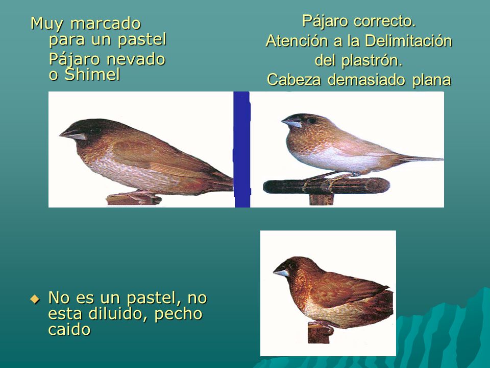 Pájaro correcto. Atención a la Delimitación del plastrón