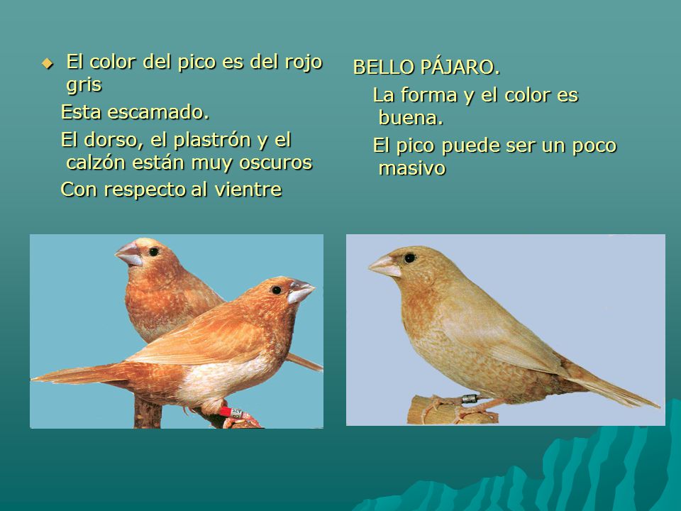 El color del pico es del rojo gris
