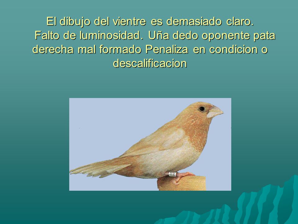 El dibujo del vientre es demasiado claro. Falto de luminosidad