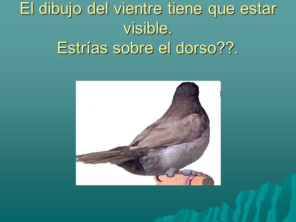 El dibujo del vientre tiene que estar visible. Estrías sobre el dorso .