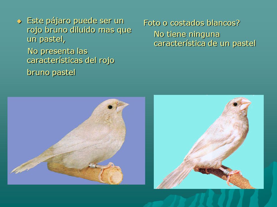 Este pájaro puede ser un rojo bruno diluido mas que un pastel,