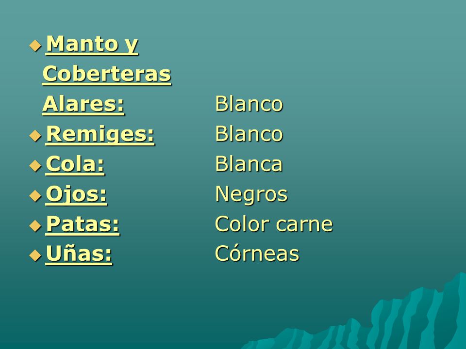 Manto y Coberteras. Alares: Blanco. Remiges: Blanco. Cola: Blanca. Ojos: Negros. Patas: Color carne.