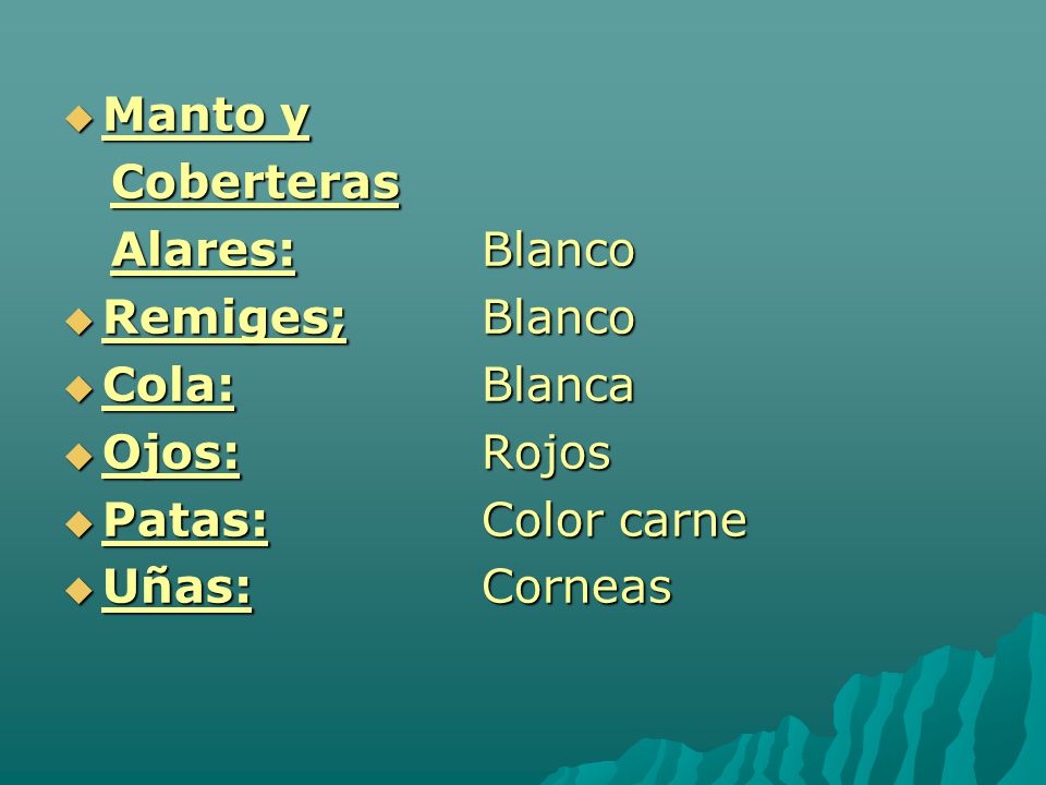 Manto y Coberteras. Alares: Blanco. Remiges; Blanco. Cola: Blanca. Ojos: Rojos. Patas: Color carne.