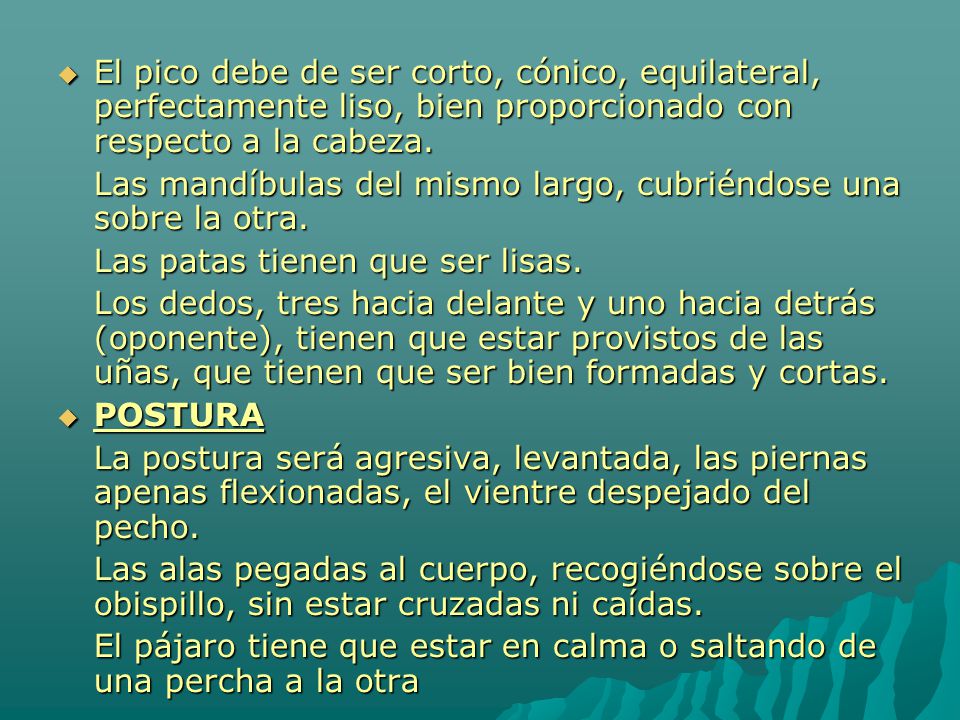 El pico debe de ser corto, cónico, equilateral, perfectamente liso, bien proporcionado con respecto a la cabeza.