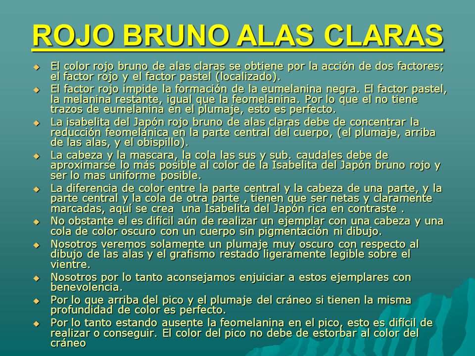 ROJO BRUNO ALAS CLARAS El color rojo bruno de alas claras se obtiene por la acción de dos factores; el factor rojo y el factor pastel (localizado).