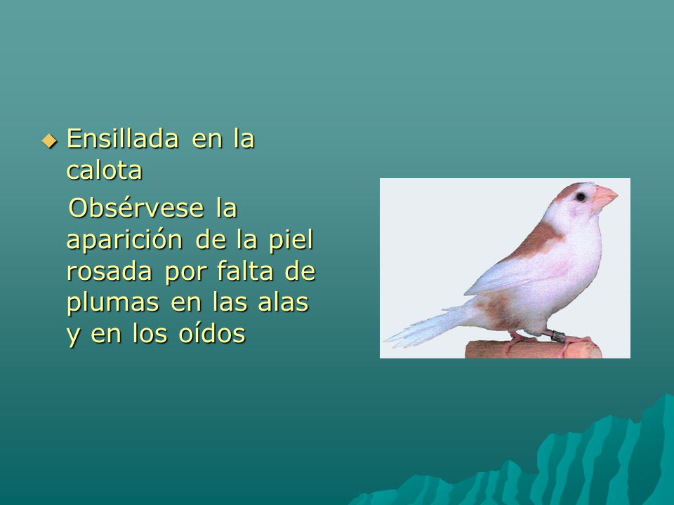 Ensillada en la calota Obsérvese la aparición de la piel rosada por falta de plumas en las alas y en los oídos.