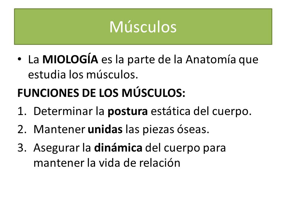 Músculos La MIOLOGÍA es la parte de la Anatomía que estudia los músculos. FUNCIONES DE LOS MÚSCULOS:
