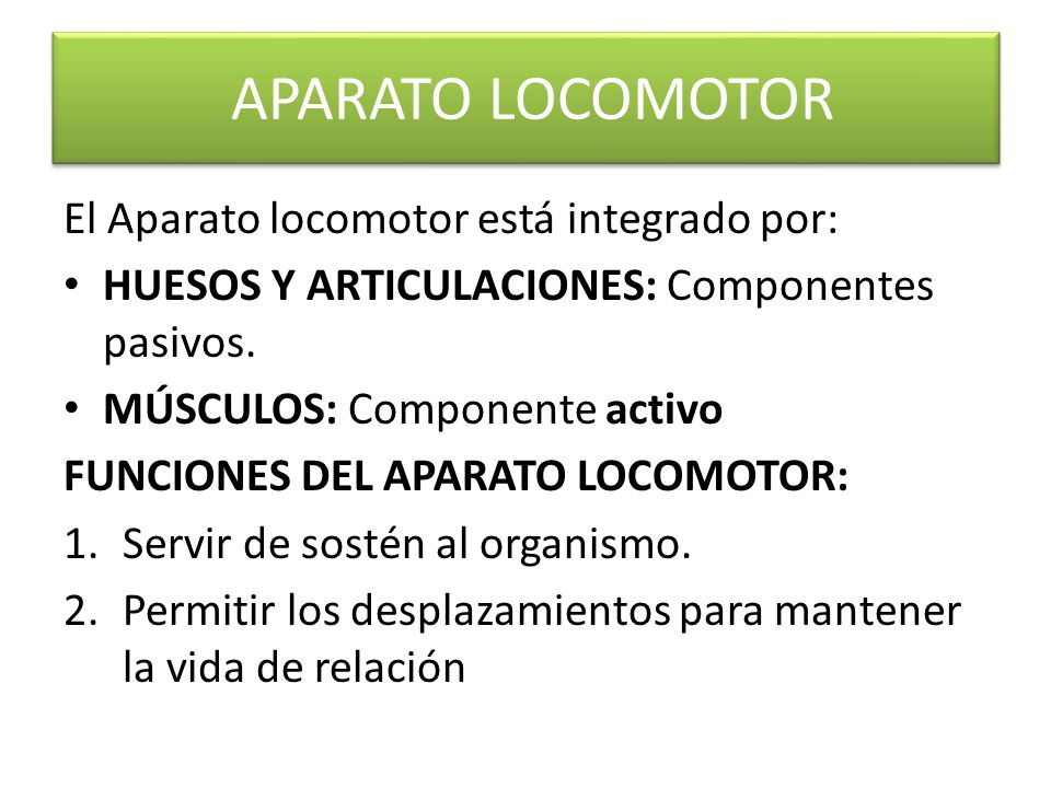 APARATO LOCOMOTOR El Aparato locomotor está integrado por: