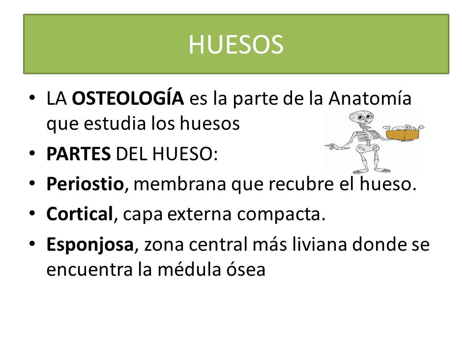 HUESOS LA OSTEOLOGÍA es la parte de la Anatomía que estudia los huesos