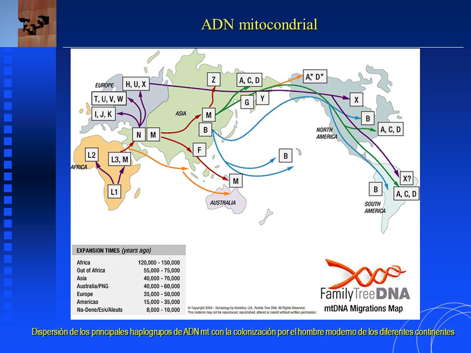 ADN mitocondrial Dispersión de los principales haplogrupos de ADN mt con la colonización por el hombre moderno de los diferentes continentes.