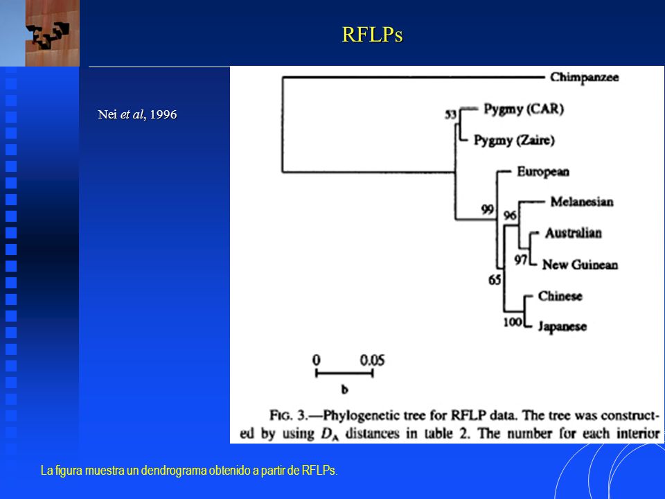 RFLPs Nei et al, 1996 La figura muestra un dendrograma obtenido a partir de RFLPs.