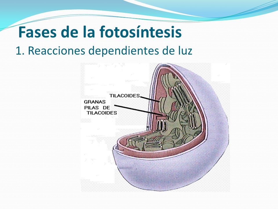 Fases de la fotosíntesis
