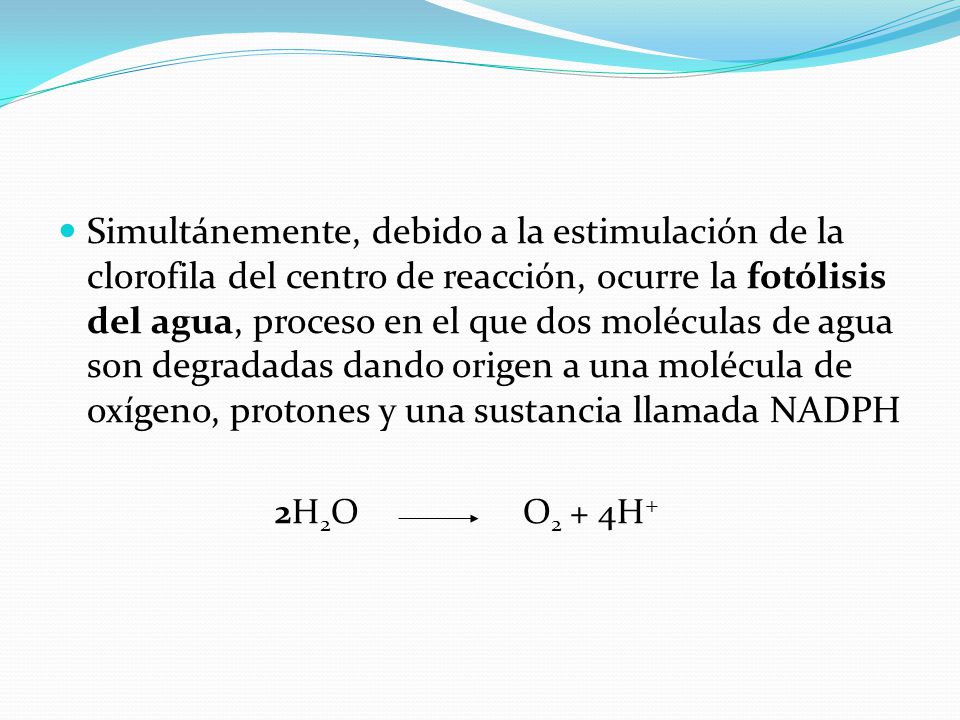 Simultánemente, debido a la estimulación de la clorofila del centro de reacción, ocurre la fotólisis del agua, proceso en el que dos moléculas de agua son degradadas dando origen a una molécula de oxígeno, protones y una sustancia llamada NADPH