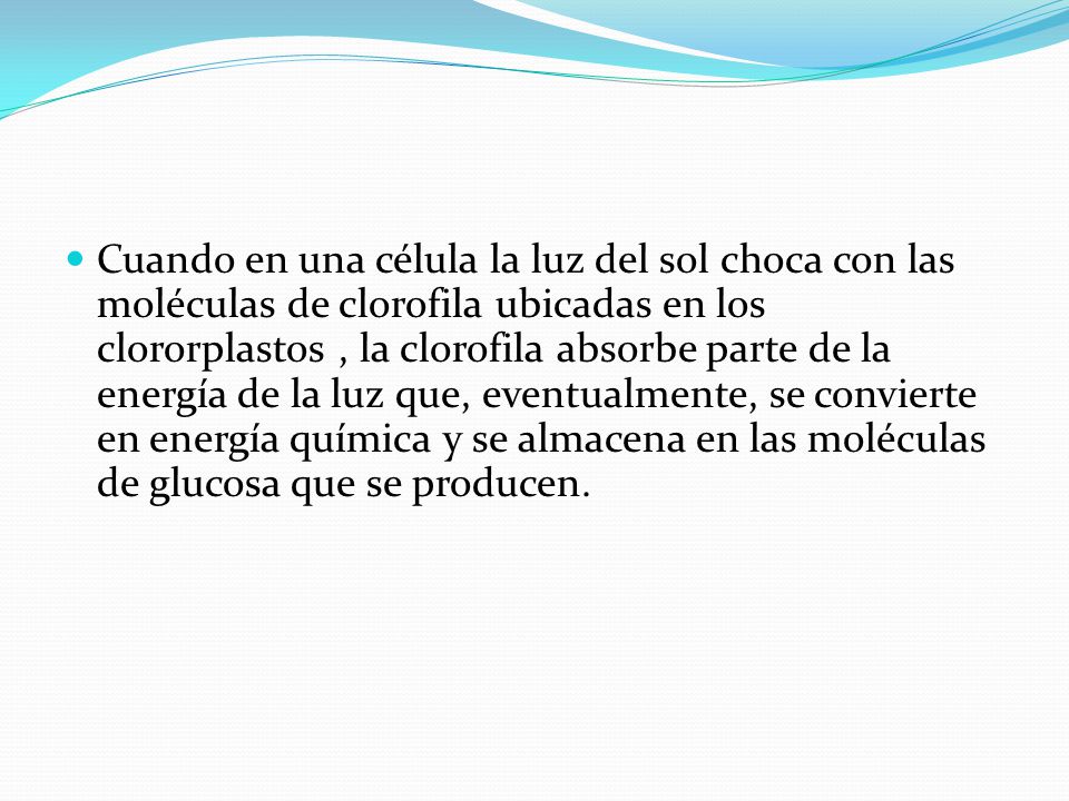 Cuando en una célula la luz del sol choca con las moléculas de clorofila ubicadas en los clororplastos , la clorofila absorbe parte de la energía de la luz que, eventualmente, se convierte en energía química y se almacena en las moléculas de glucosa que se producen.
