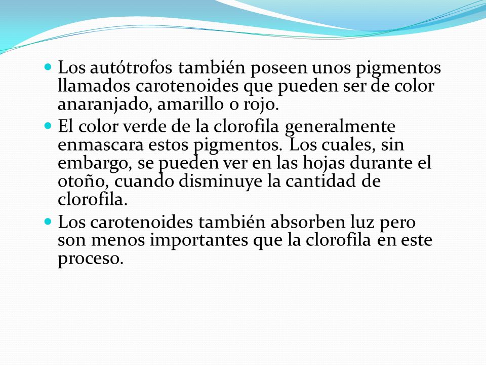 Los autótrofos también poseen unos pigmentos llamados carotenoides que pueden ser de color anaranjado, amarillo o rojo.