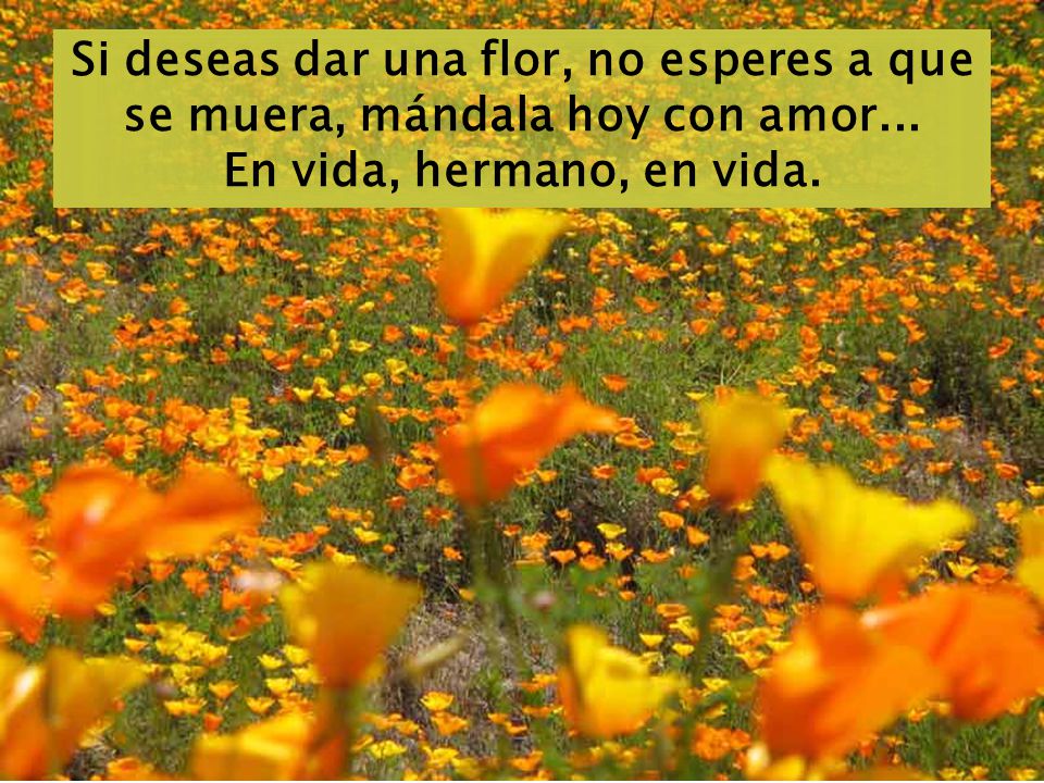 Si deseas dar una flor, no esperes a que se muera, mándala hoy con amor...