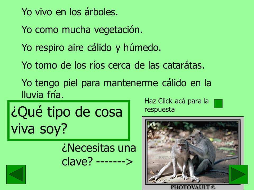 ¿Qué tipo de cosa viva soy