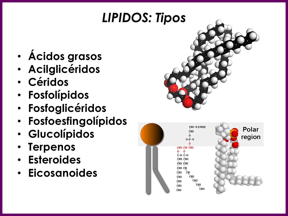 LIPIDOS: Tipos Ácidos grasos Acilglicéridos Céridos Fosfolípidos