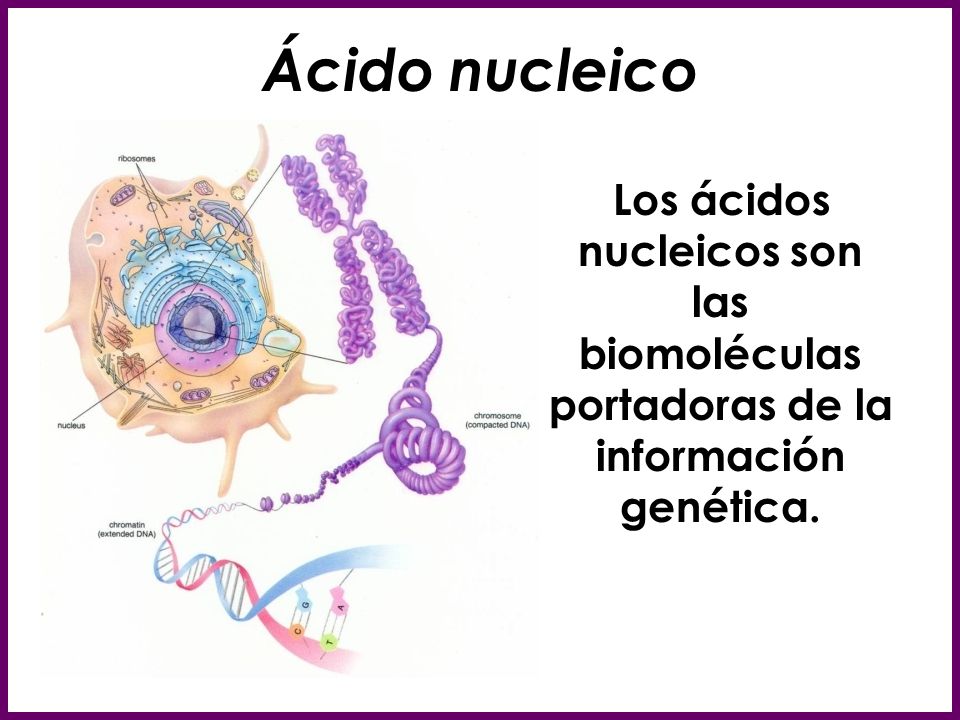 Ácido nucleico Los ácidos nucleicos son las biomoléculas portadoras de la información genética.