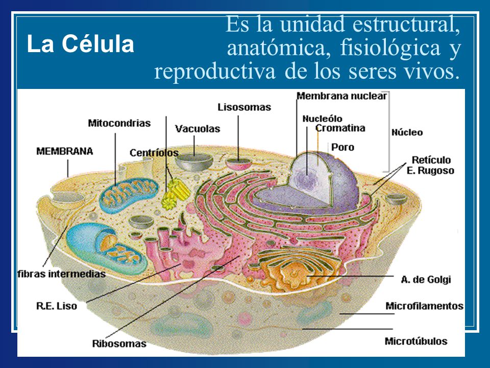 La Célula Es la unidad estructural, anatómica, fisiológica y reproductiva de los seres vivos.