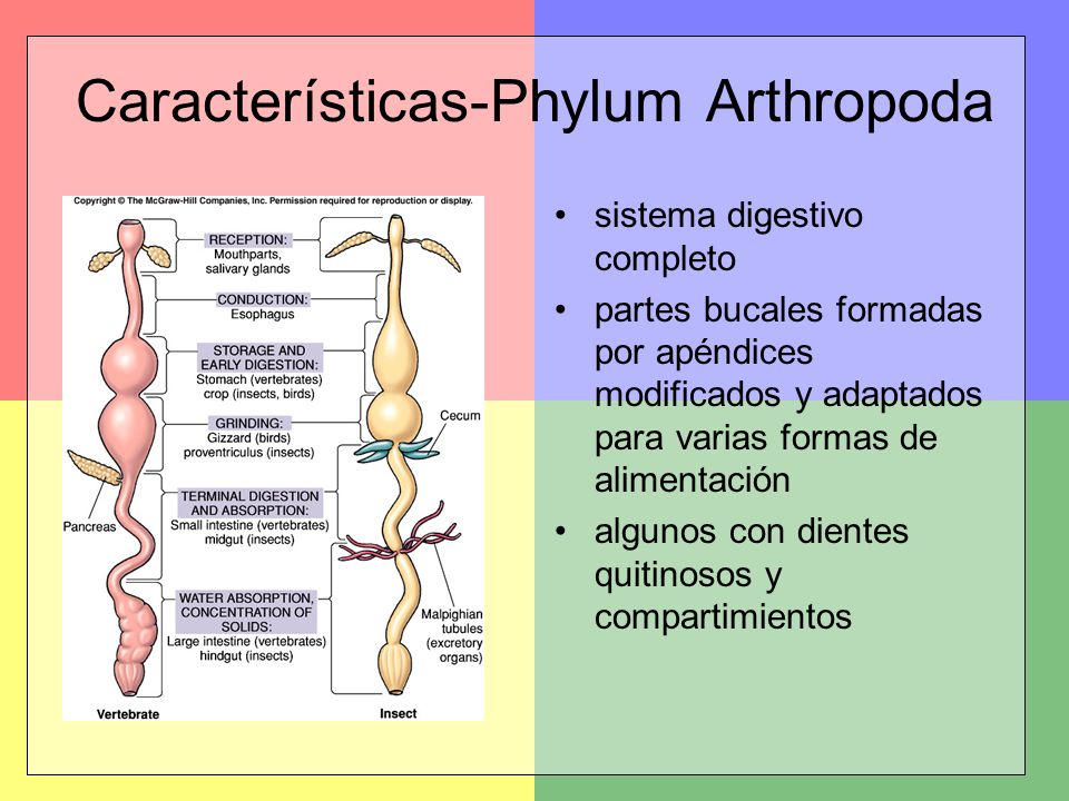 Características-Phylum Arthropoda