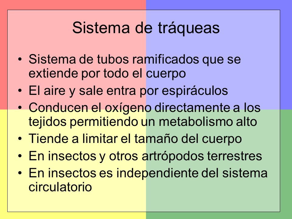 Sistema de tráqueas Sistema de tubos ramificados que se extiende por todo el cuerpo. El aire y sale entra por espiráculos.