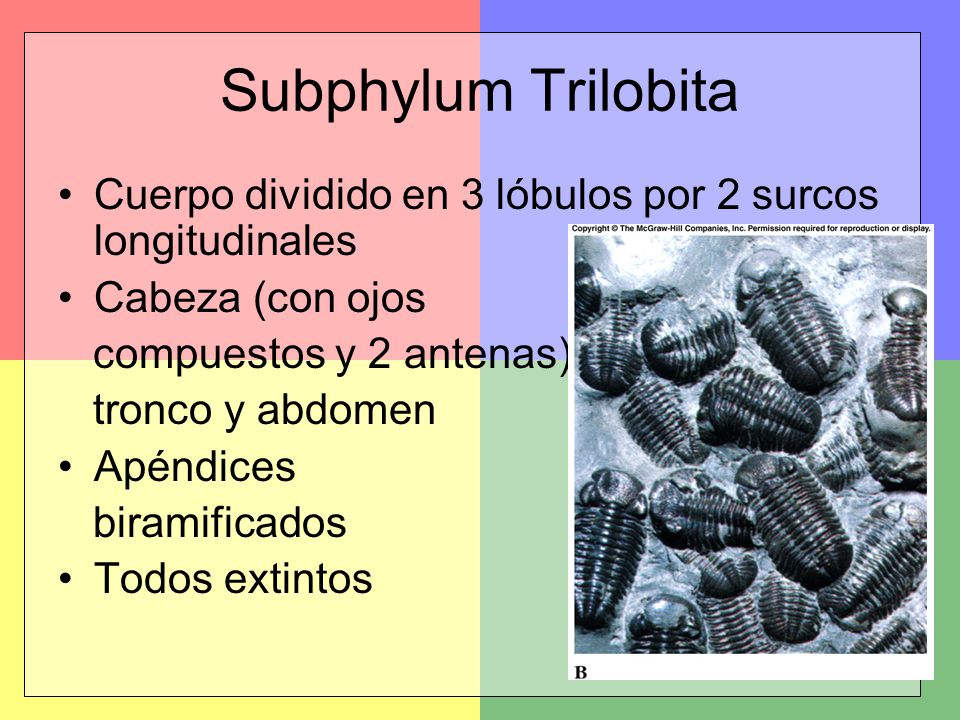 Subphylum Trilobita Cuerpo dividido en 3 lóbulos por 2 surcos longitudinales. Cabeza (con ojos. compuestos y 2 antenas)