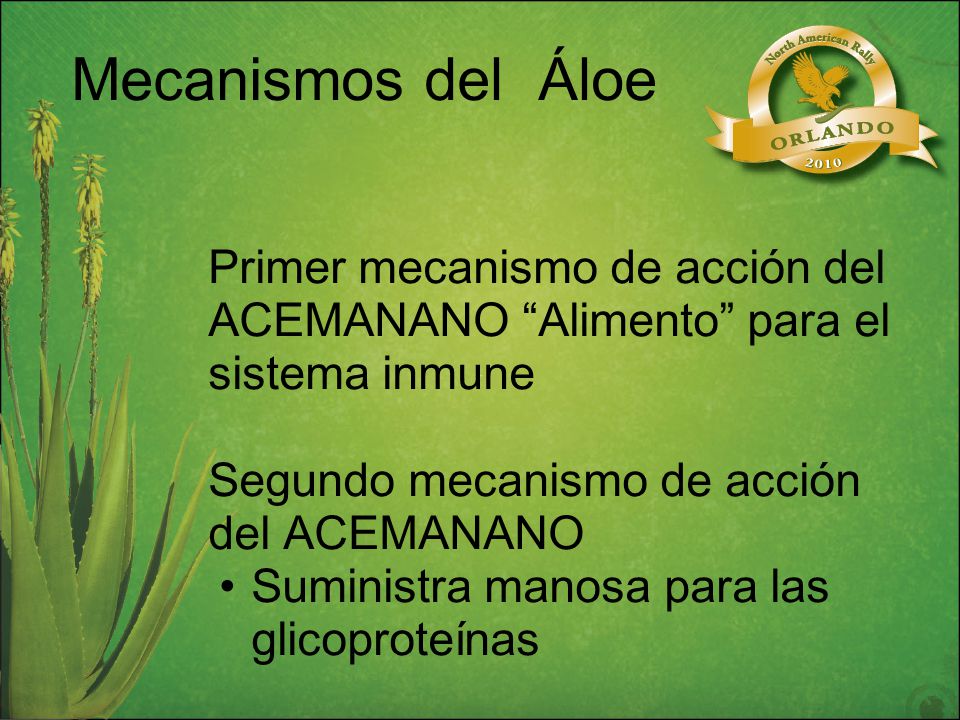 Mecanismos del Áloe Primer mecanismo de acción del ACEMANANO Alimento para el sistema inmune. Segundo mecanismo de acción del ACEMANANO.