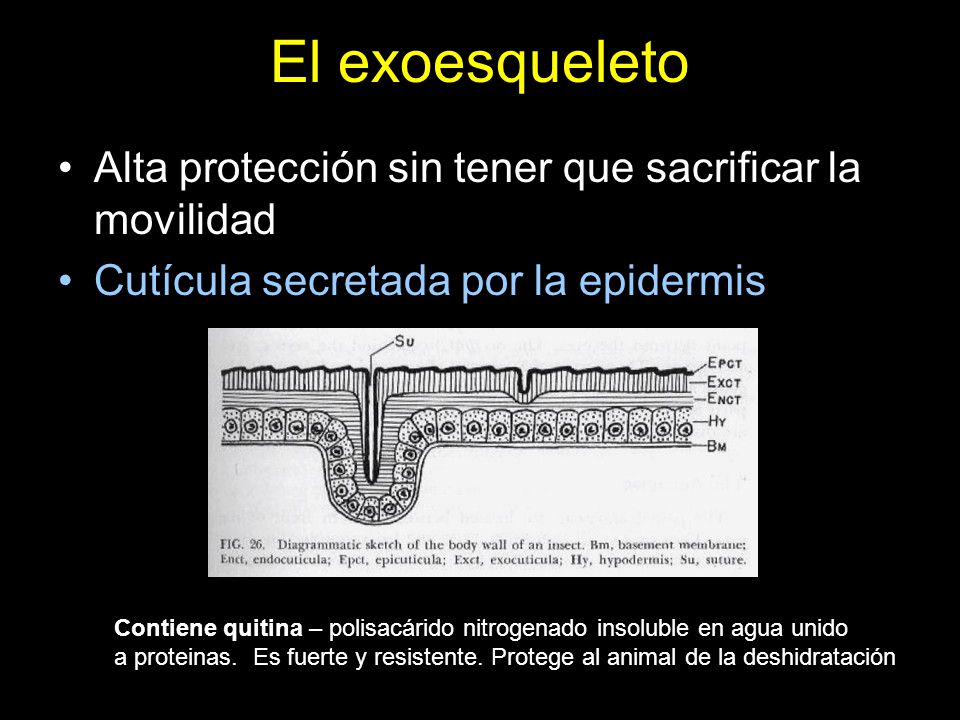 El exoesqueleto Alta protección sin tener que sacrificar la movilidad