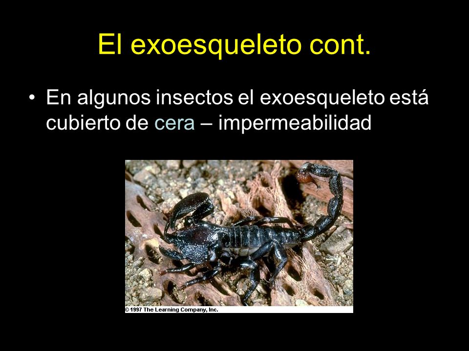 El exoesqueleto cont. En algunos insectos el exoesqueleto está cubierto de cera – impermeabilidad