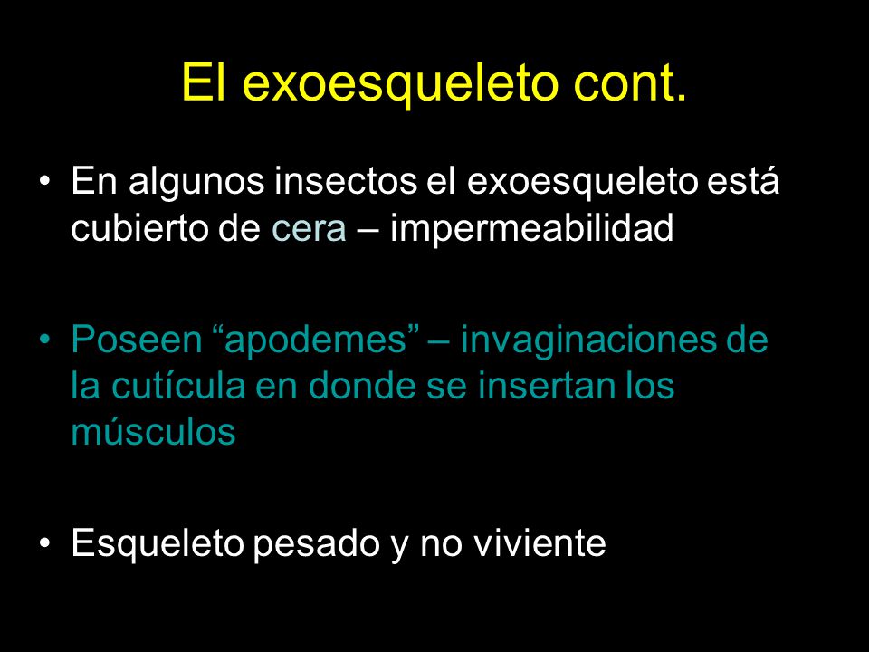 El exoesqueleto cont. En algunos insectos el exoesqueleto está cubierto de cera – impermeabilidad.