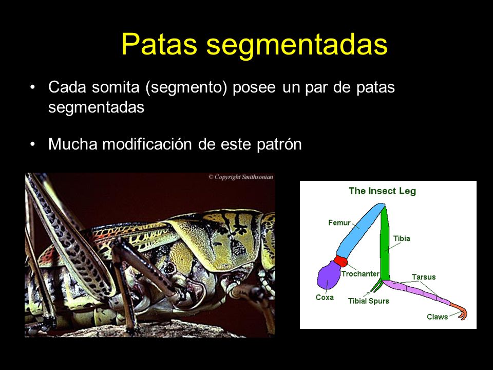 Patas segmentadas Cada somita (segmento) posee un par de patas segmentadas.