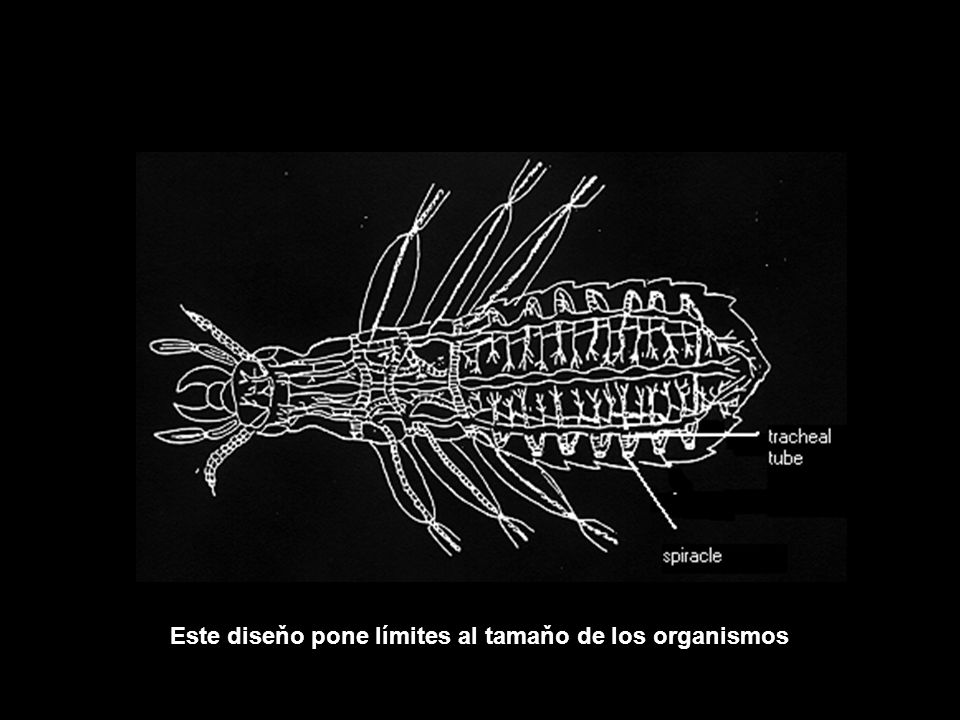 Este diseňo pone límites al tamaňo de los organismos